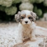 indigoBR7A6050.jpeg1753152443-1600x1067