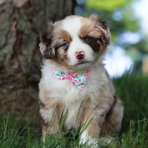 Breezy.jpg1749227956