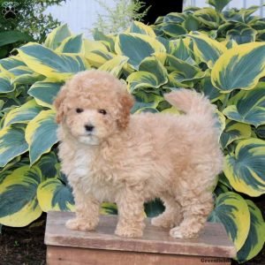 Honey - F (1).JPG1747922050