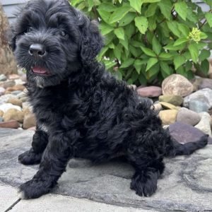 IMG_5992.jpeg1751933056-1600x1390