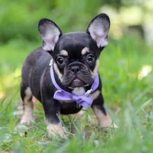 Violet-13.jpg1750945252